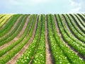 Sea of flowers from colorful blooming tulips with waves on a field Royalty Free Stock Photo